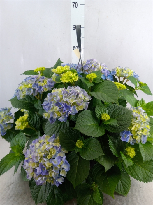 <h4>Hydrangea mac. 'Hi River'</h4>