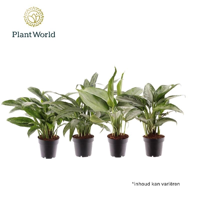 <h4>Aglaonema gemengd P12 Aglaonema mix</h4>