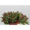 Protea Robijn