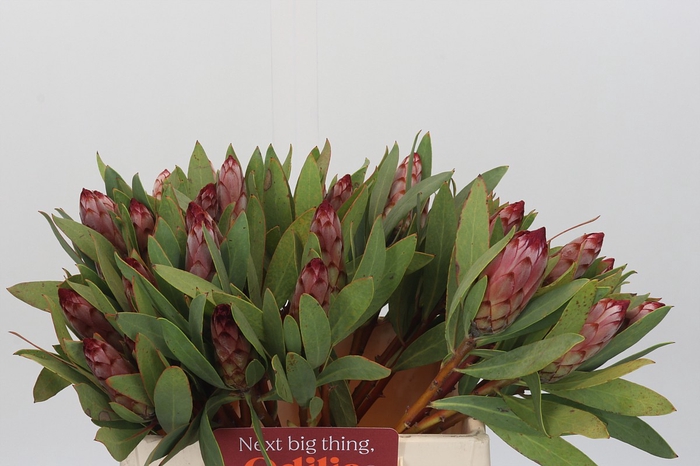 Protea Robijn