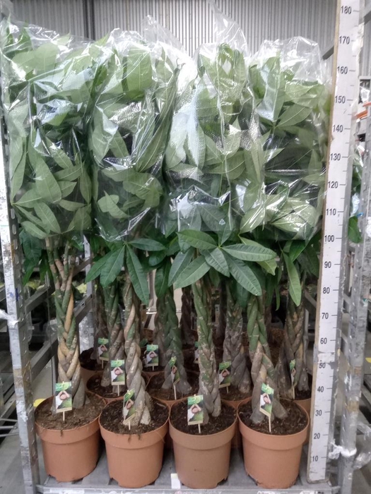 <h4>Pachira aquatica</h4>