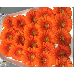 Gerbera Mini Orange