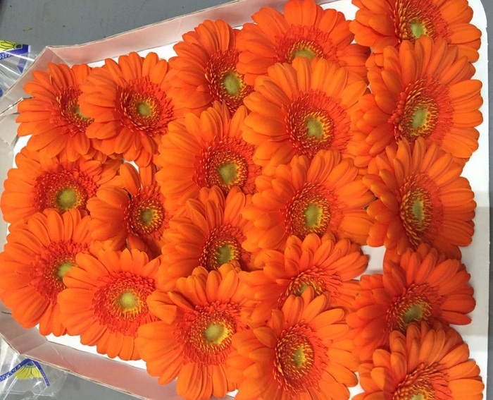 <h4>Germini Orange</h4>