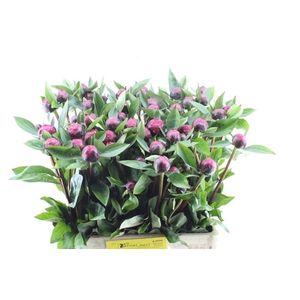 Paeonia L Red Sarah Bernhard