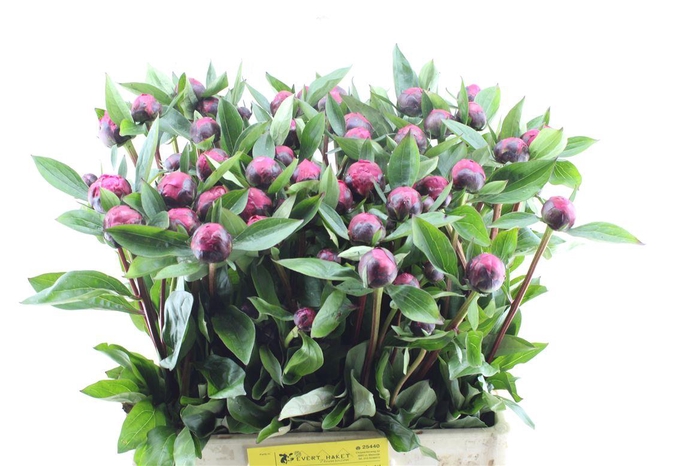 <h4>Paeonia L Red Sarah Bernhard</h4>