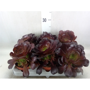 Aeonium arboreum 'Velours'