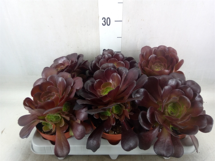 <h4>Aeonium arboreum 'Velours'</h4>
