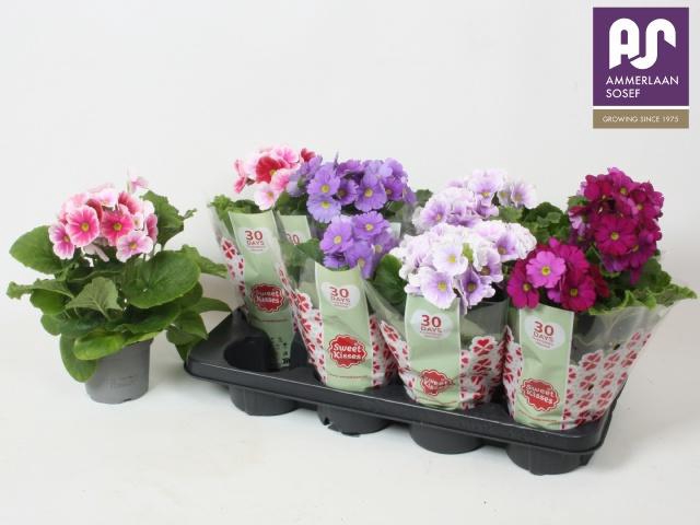 <h4>PRIM OB TM GEM</h4>