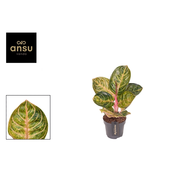 <h4>Aglaonema Tourmaline Gold</h4>