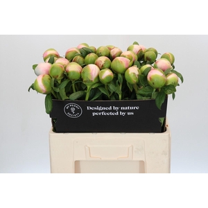 Paeonia Colonel Owen Cousins