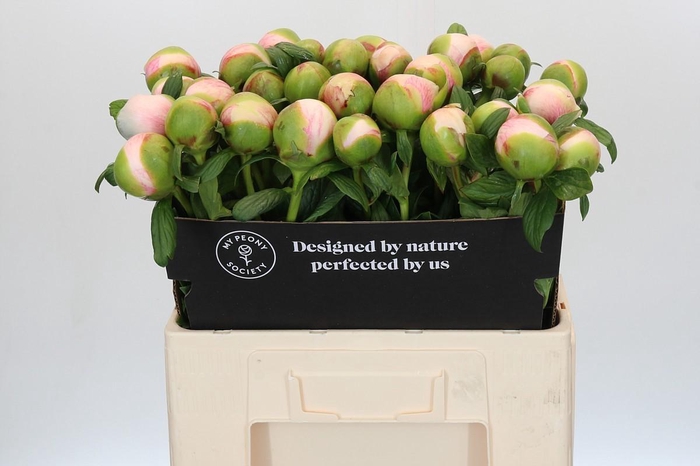Paeonia Colonel Owen Cousins