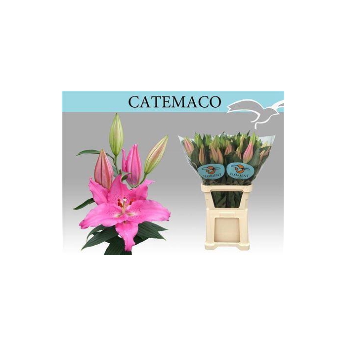 <h4>Li Or Catemaco</h4>