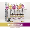 Phalaenopsis Gemengd Enk Tak gemengd MX 1 - 70 TG