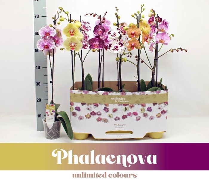Phalaenopsis Gemengd Enk Tak gemengd MX 1 - 70 TG