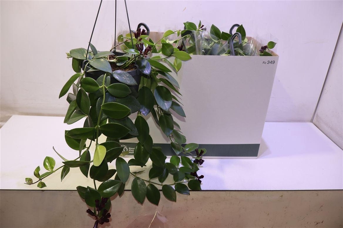 <h4>arr8 Aeschyn Mona Lisa</h4>