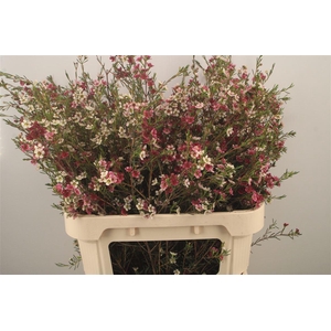 Chamelaucium Dual Star