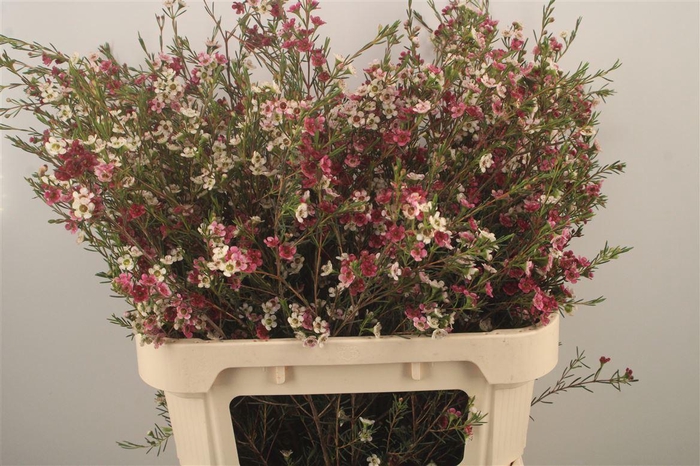 <h4>Chamelaucium Dual Star</h4>