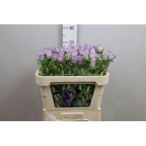 Camp M Champion Lavender