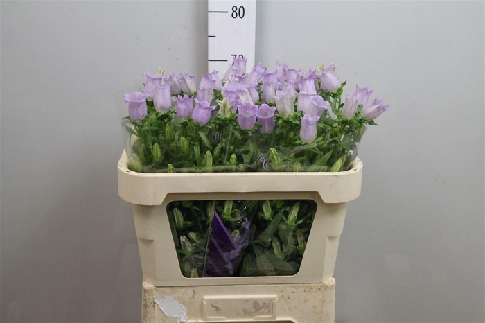 <h4>Camp M Champion Lavender</h4>