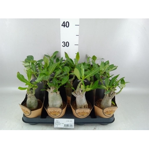 Adenium obesum