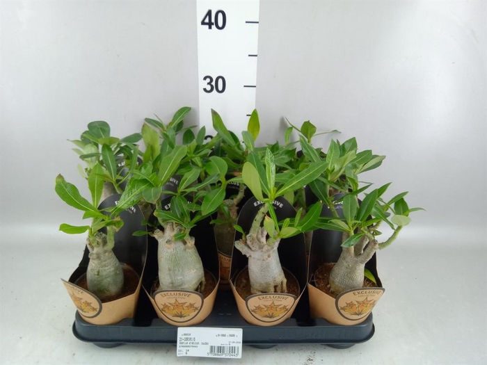 <h4>Adenium obesum</h4>
