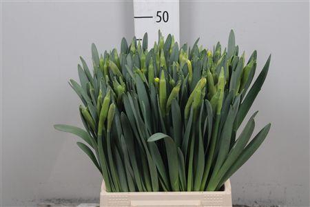 <h4>Narc T Dutch Master</h4>