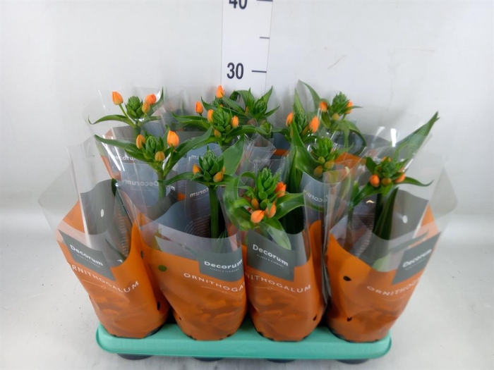 <h4>Ornithogalum dubium</h4>