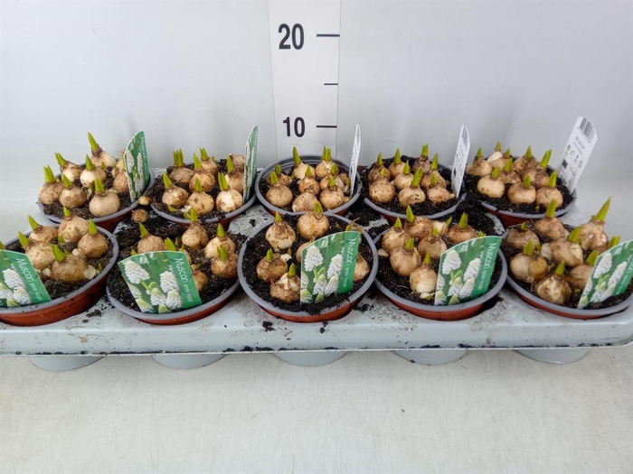 <h4>Muscari  'Magic White'</h4>