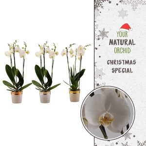 Christmas | White 3 spike | Isabel keramiek