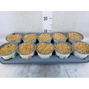 Hordeum sp.   ...kattegras zaai