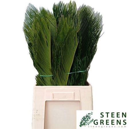 <h4>Cycas Revoluta</h4>