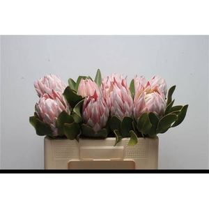 PROTEA CYNAROIDES