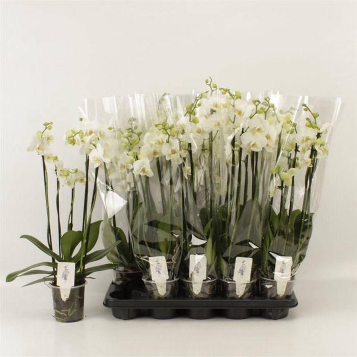 <h4>PHAL OV WIT</h4>