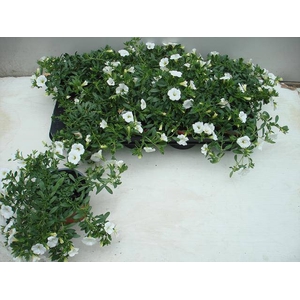 CALIB MINIF WHITE