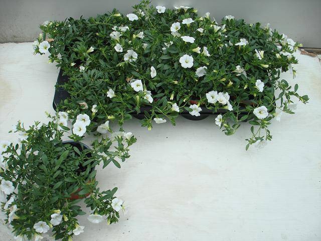 <h4>CALIB MINIF WHITE</h4>