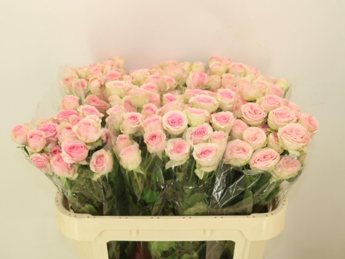 <h4>R TR DINARA</h4>