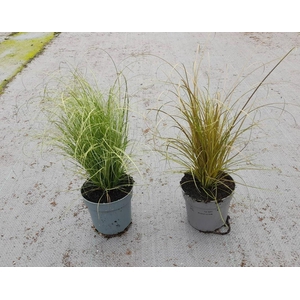Carex mix 10,5 cm