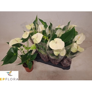 ANTHU A ARISA WHITE