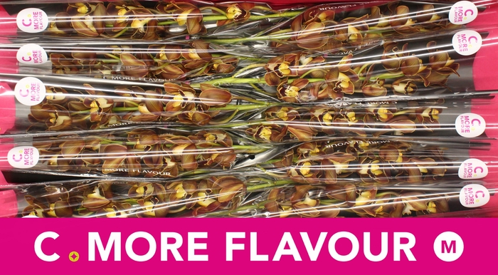 <h4>Mini cymbidium 'Sirocco' 60 cm</h4>