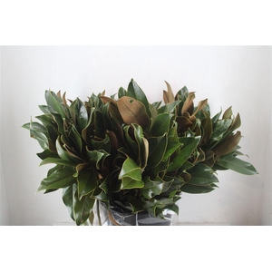 Magnolia 400gr P Bunch