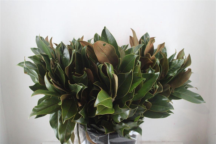 <h4>Magnolia 400gr P Bunch</h4>