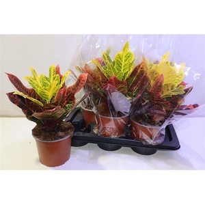 arr8 Cod Gr Excellent