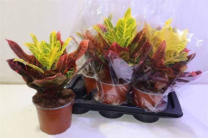 <h4>Cod Gr Excellent</h4>