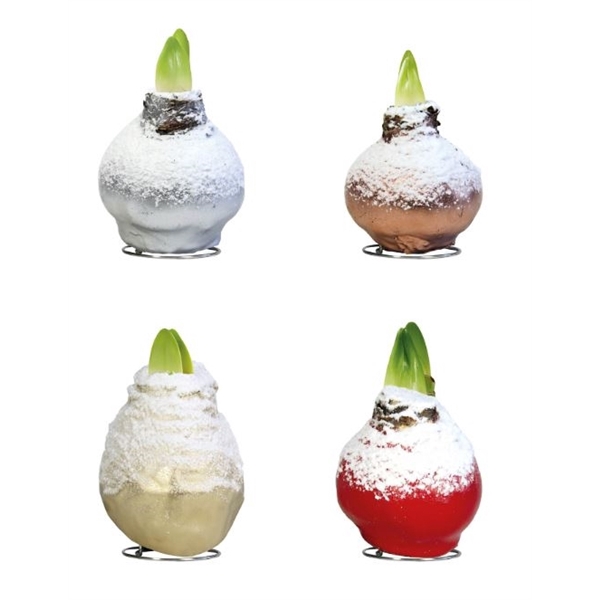 <h4>Amaryllis Touch of Wax Snow Mixed 8x1, rode bloem, Tray 408</h4>