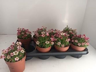 <h4>SAXIF AR ALP ROSE</h4>