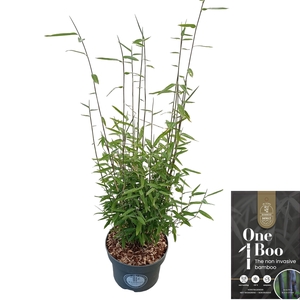 Fargesia nitida 'Black Dragon' C5