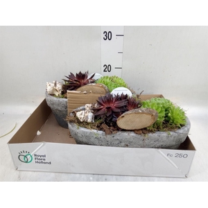 Arr.  Sempervivum L%