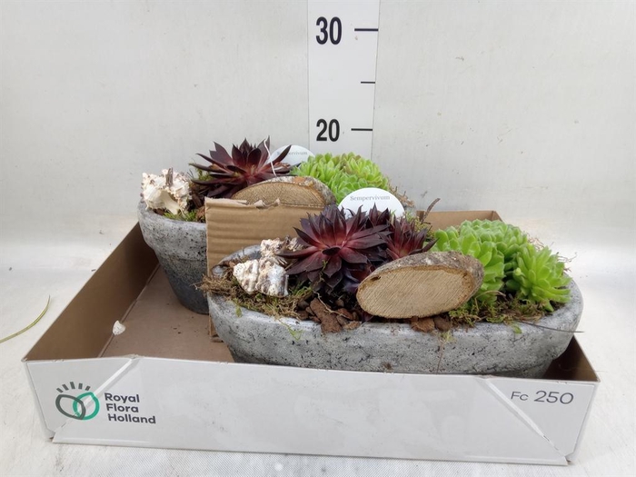<h4>Arr.  Sempervivum L%</h4>