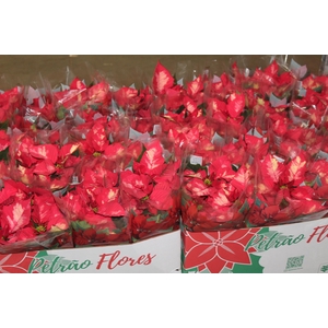 POINSETTIA P14 VARIADO