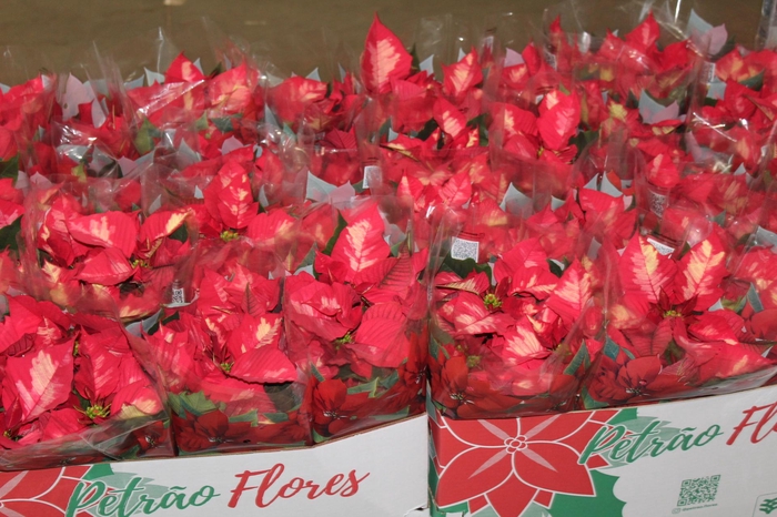 <h4>POINSETTIA P14 VARIADO</h4>